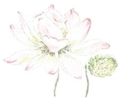 bedford reflexology clinic